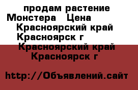 продам растение Монстера › Цена ­ 1 500 - Красноярский край, Красноярск г.  »    . Красноярский край,Красноярск г.